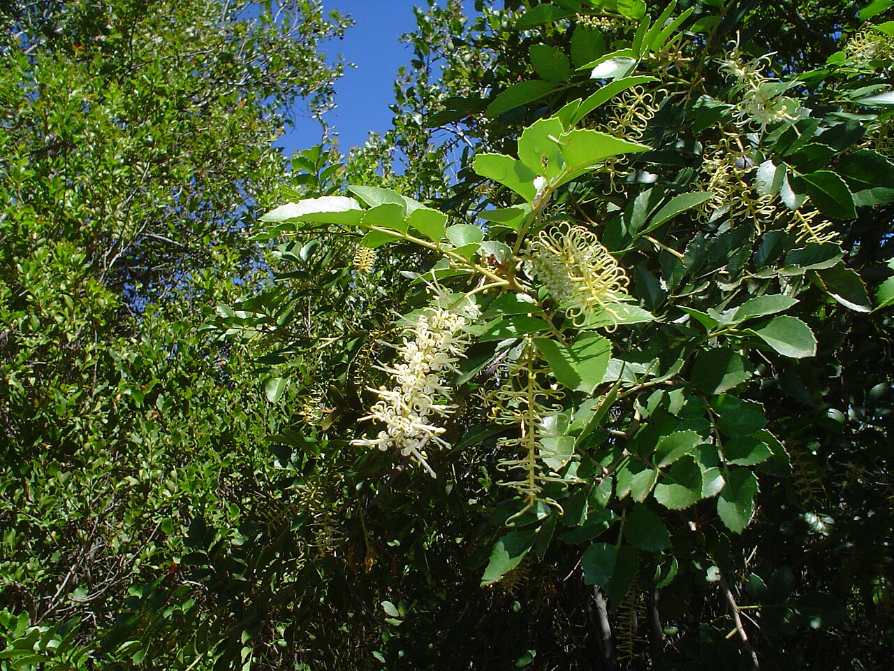 Gevuina avellana: Flor de avellano ( Gevuina avellana ). San Fabián de Alico, región del Biobío, Chile.