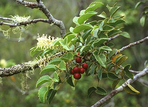 Gevuina avellana: Gevuina avellana , Proteaceae - Chile, Salto de Petrohué