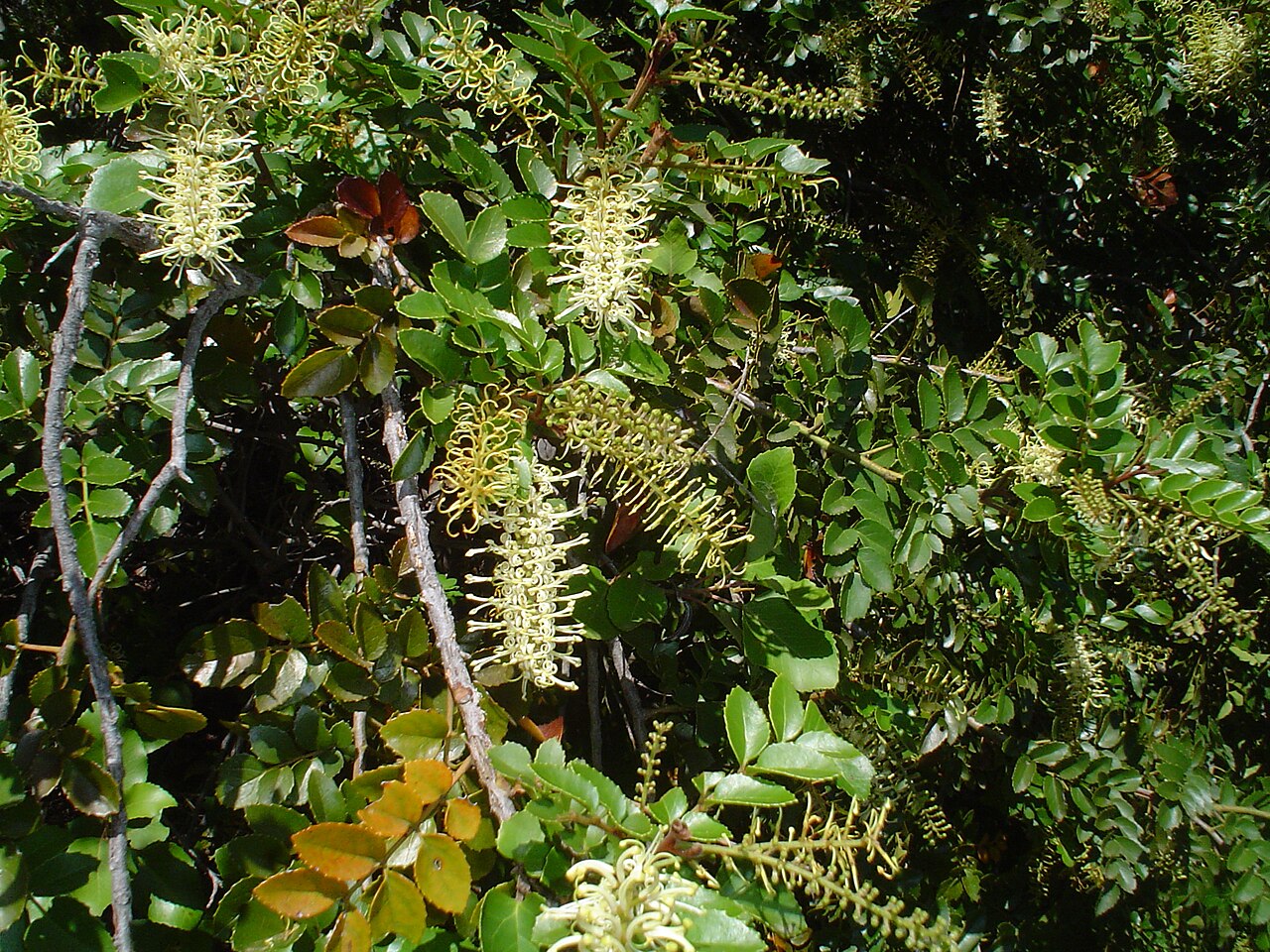 Gevuina avellana: Rama de avellano ( Gevuina avellana ) con flores en las cercanías de San Fabián de Alico, región del Biobío, Chile