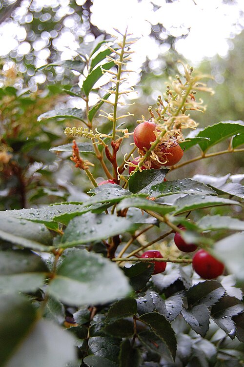 Gevuina avellana: Flor y fruto de avellano ( Gevuina avellana )