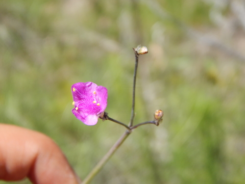 Gibasis linearis (Gibasis linearis)