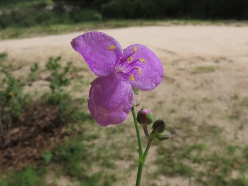 Gibasis linearis (Gibasis linearis)