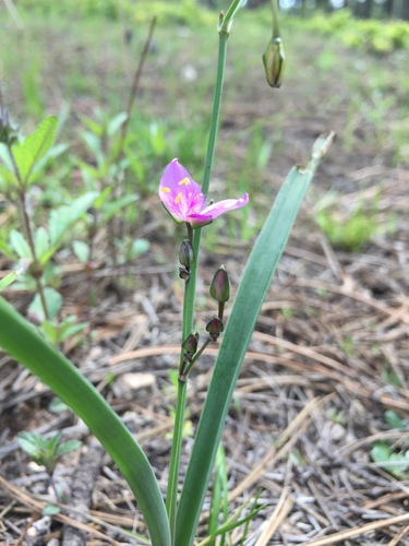 Gibasis linearis (Gibasis linearis)
