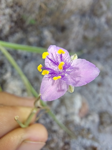 Gibasis linearis (Gibasis linearis)