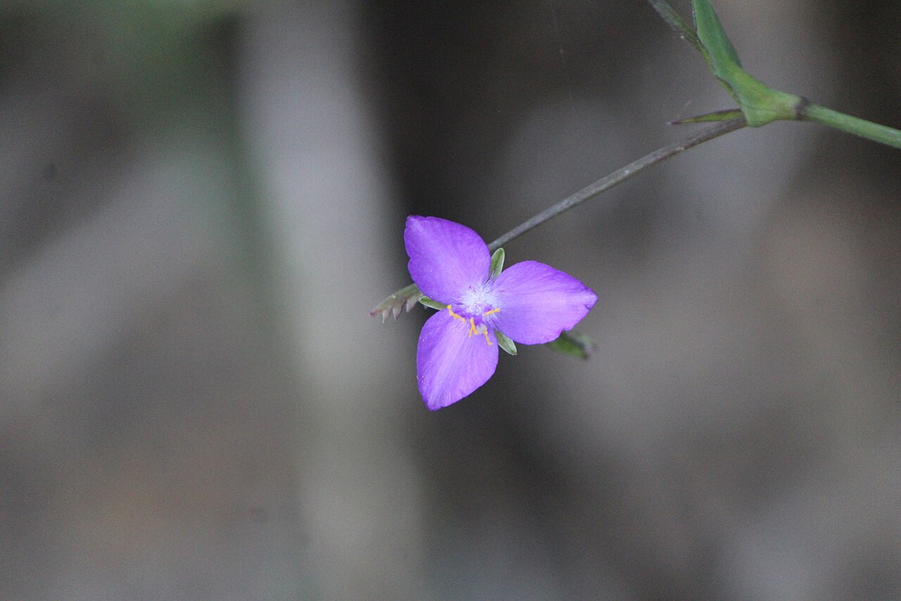 Gibasis pulchella: Gibasis pulchella