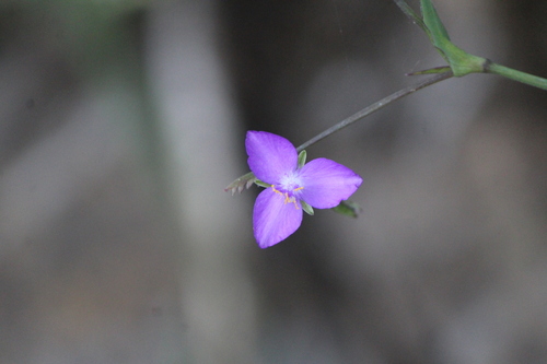 Gibasis pulchella (Gibasis pulchella)