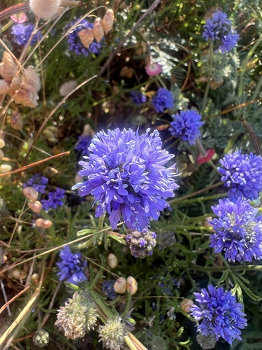 Bluehead gilia (Gilia capitata)