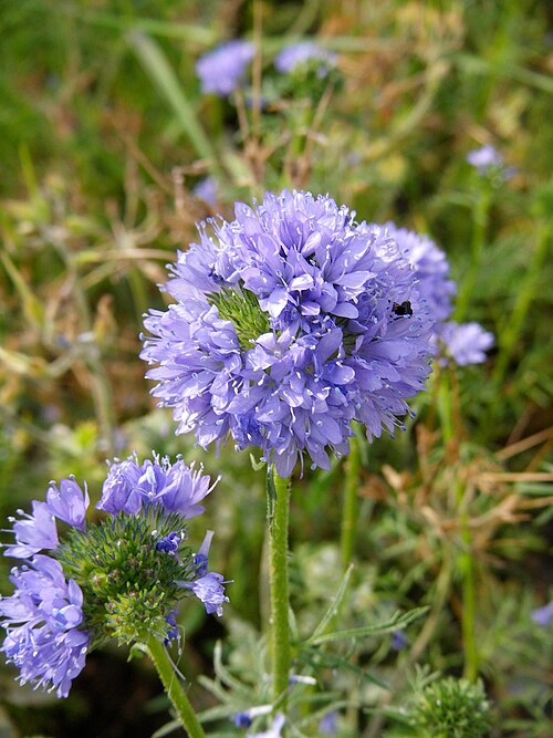 Bluehead gilia: Gilia capitata