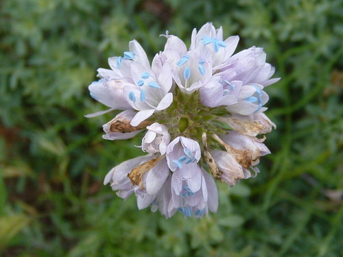 Bluehead gilia (Gilia capitata)