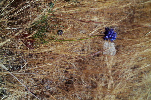 Bluehead gilia (Gilia capitata)