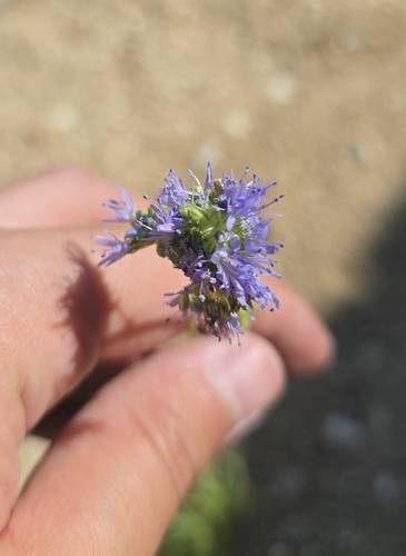 Bluehead gilia (Gilia capitata)