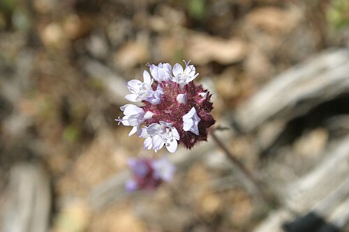 Bluehead gilia: Gilia capitata (globe gilia), Acton, Los Angeles County