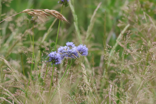 Bluehead gilia (Gilia capitata)