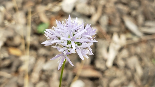 Bluehead gilia (Gilia capitata)