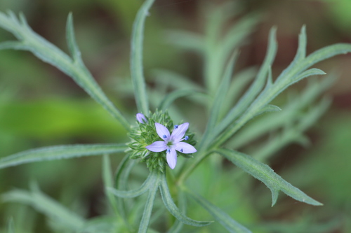 Bluehead gilia (Gilia capitata)