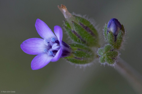 Purplespot gilia (Gilia clivorum)