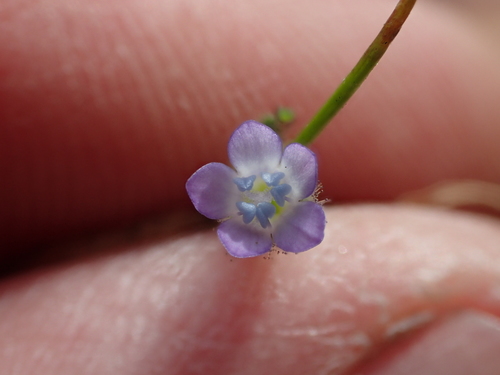Purplespot gilia (Gilia clivorum)