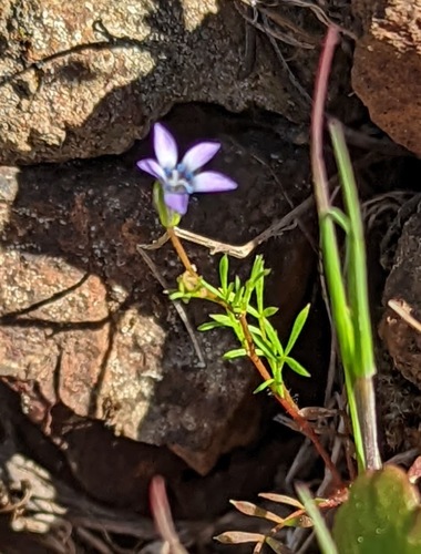 Purplespot gilia (Gilia clivorum)