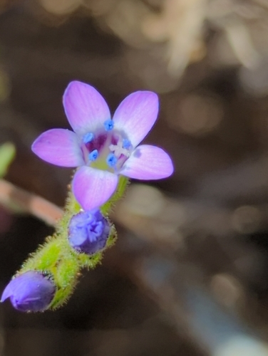 Purplespot gilia (Gilia clivorum)