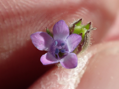 Purplespot gilia (Gilia clivorum)