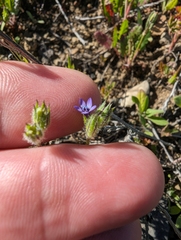 Purplespot gilia (Gilia clivorum)