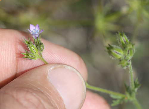 Purplespot gilia (Gilia clivorum)