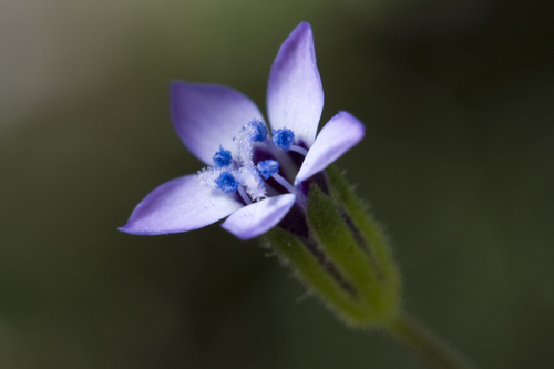 Purplespot gilia (Gilia clivorum)