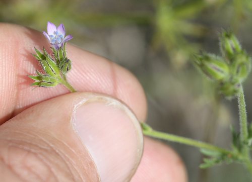 Purplespot gilia (Gilia clivorum)