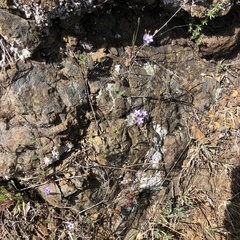 Purplespot gilia (Gilia clivorum)