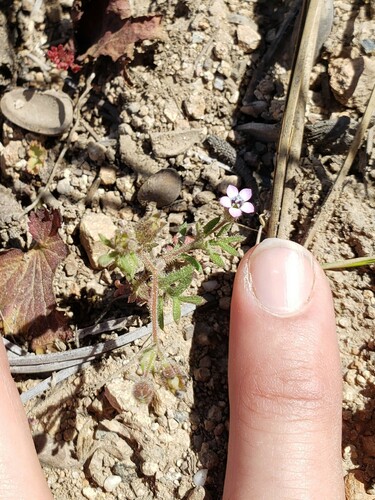 Purplespot gilia (Gilia clivorum)