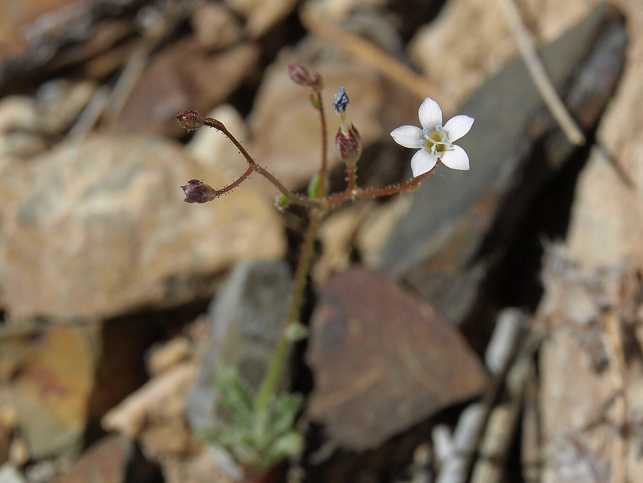 Clokey's gilia: Clokey gilia, Gilia clokeyi, California, White Mountains, Deep Springs Valley drainage, elevation 1882 m (6175 ft). The range of this tiny desert annual extends