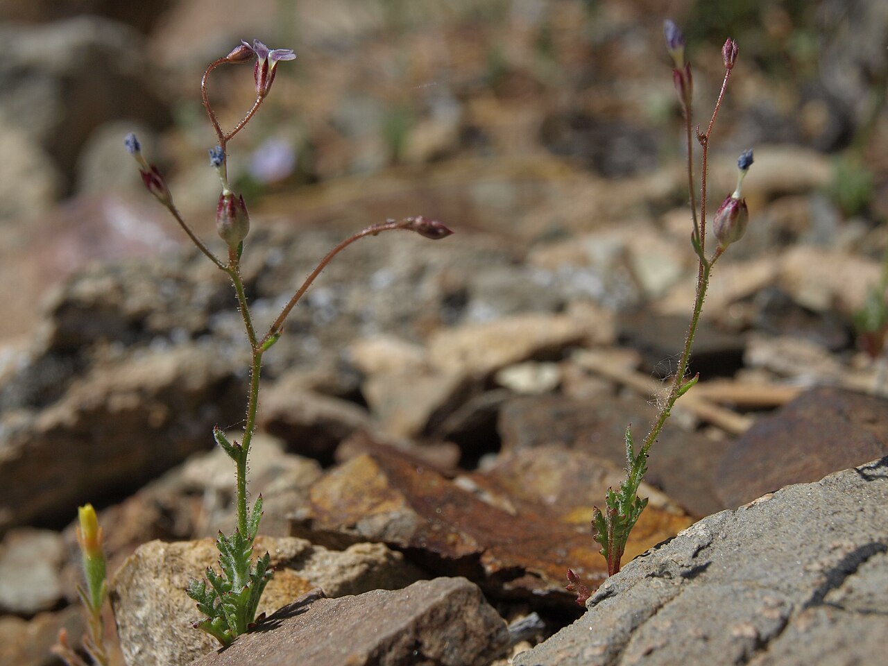 Clokey's gilia: Clokey gilia, Gilia clokeyi, California, White Mountains, Deep Springs Valley drainage, elevation 1882 m (6175 ft). The range of this tiny desert annual extends