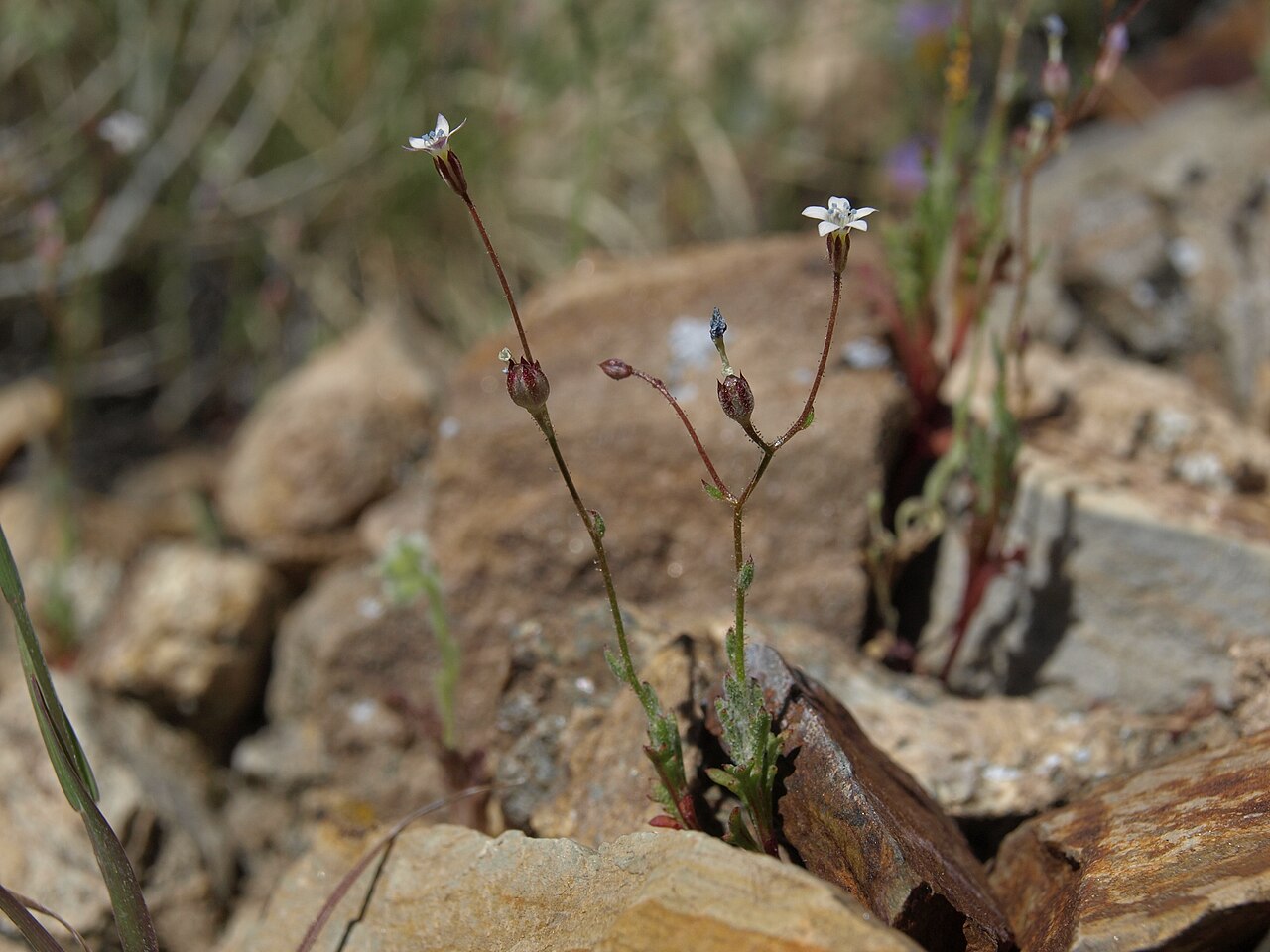 Clokey's gilia: Clokey gilia, Gilia clokeyi, California, White Mountains, Deep Springs Valley drainage, elevation 1882 m (6175 ft). The range of this tiny desert annual extends
