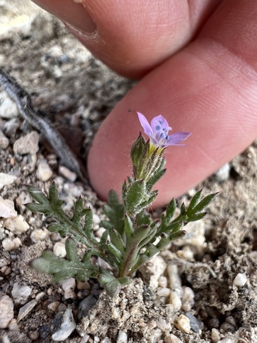 Shy gilia (Gilia inconspicua)