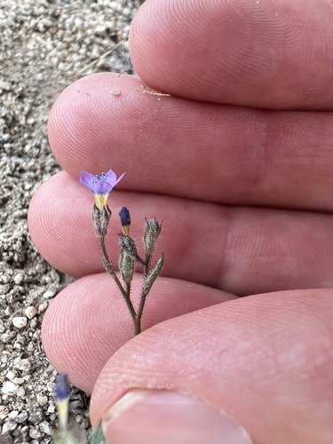 Shy gilia (Gilia inconspicua)