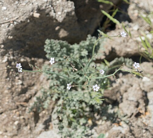 Gilia latimeri: Saltugilia latimeri