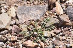Lesser yellowthroat gilia (Gilia lyndana)