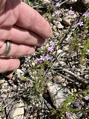 Lesser yellowthroat gilia (Gilia lyndana)