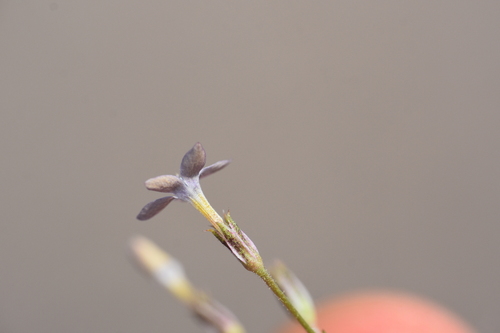 Lesser yellowthroat gilia (Gilia lyndana)