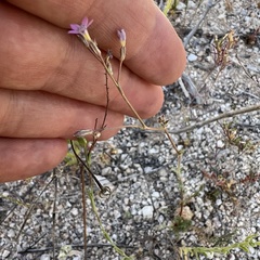Lesser yellowthroat gilia (Gilia lyndana)