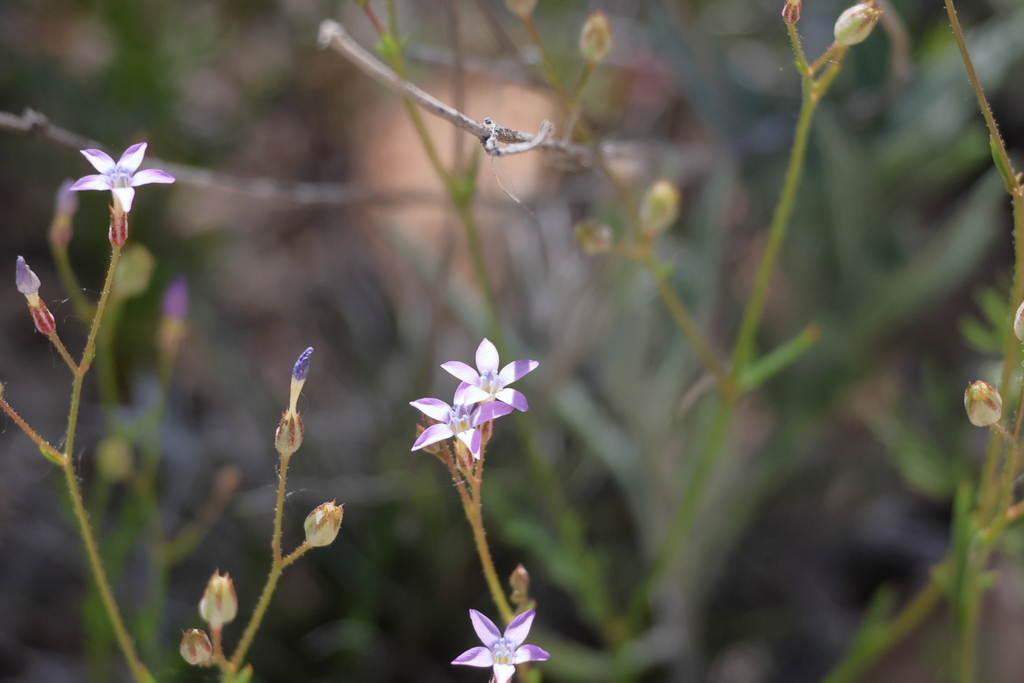 Lesser yellowthroat gilia (Gilia lyndana)