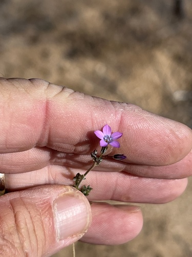 Lesser yellowthroat gilia (Gilia lyndana)