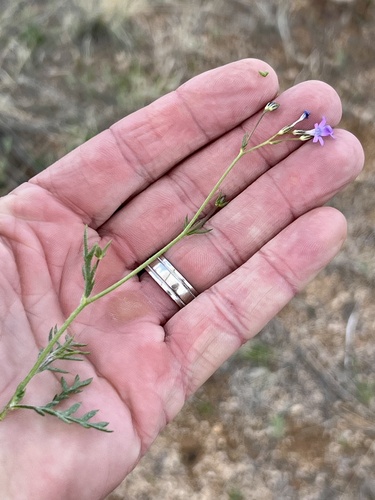 Lesser yellowthroat gilia (Gilia lyndana)