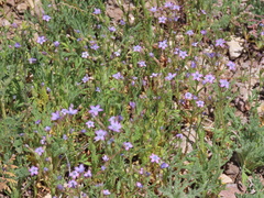 Lesser yellowthroat gilia (Gilia lyndana)