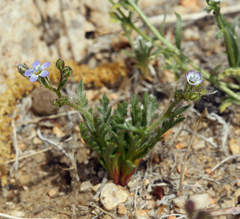 Scrub gilia (Gilia malior)