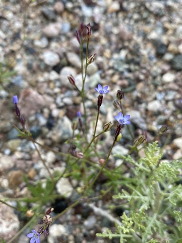 Scrub gilia (Gilia malior)