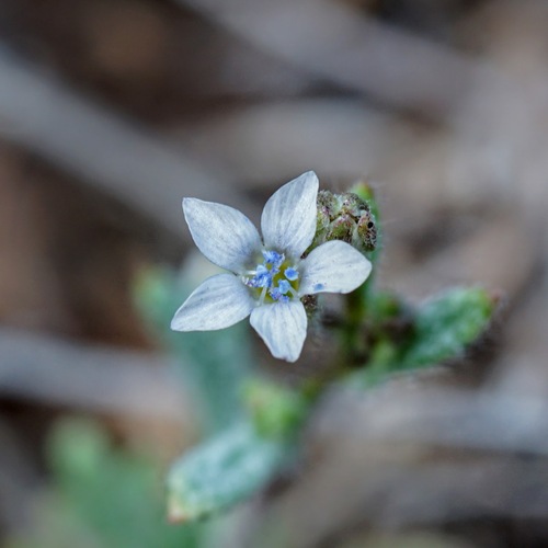 El Paso gilia (Gilia mexicana)