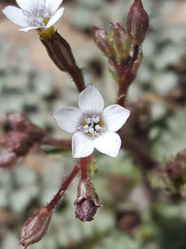 El Paso gilia (Gilia mexicana)