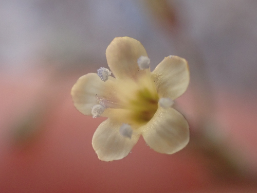 El Paso gilia (Gilia mexicana)
