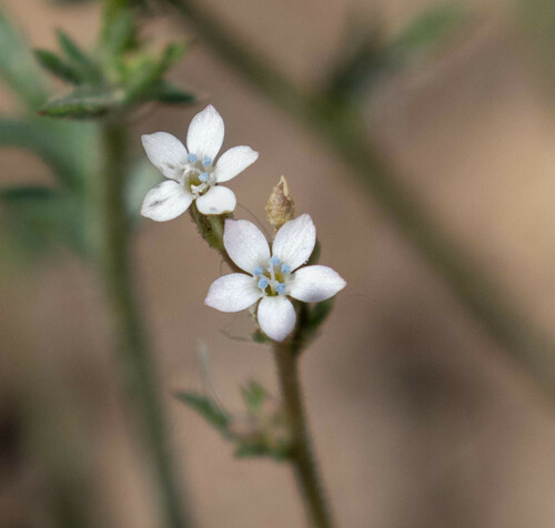 El Paso gilia (Gilia mexicana)